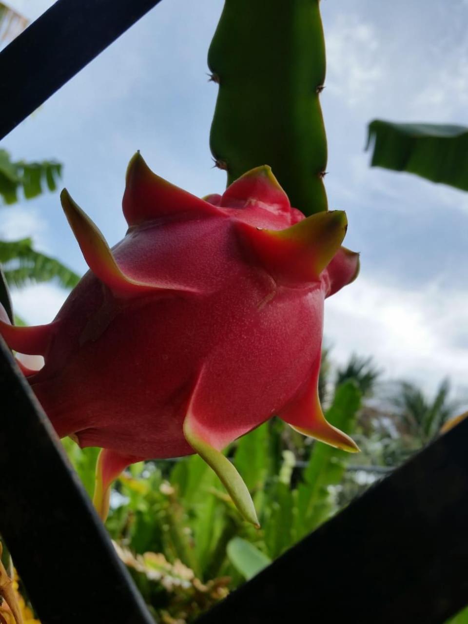 A Pousada Sana El Jardin Secreto Santiago De Los Caballeros Exterior foto